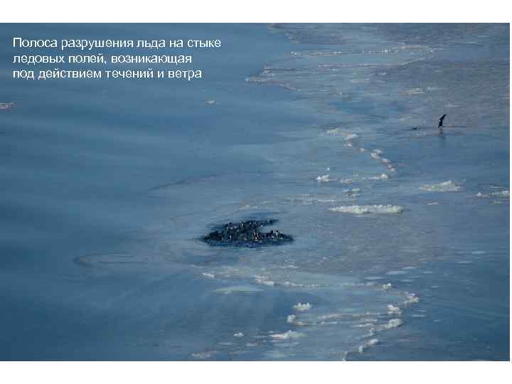 Полоса разрушения льда на стыке ледовых полей, возникающая под действием течений и ветра 
