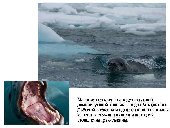 Морской леопард – наряду с косаткой, доминирующий хищник в водах Антарктиды. Добычей служат молодые