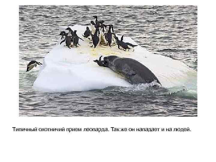 Типичный охотничий прием леопарда. Так же он нападает и на людей. 