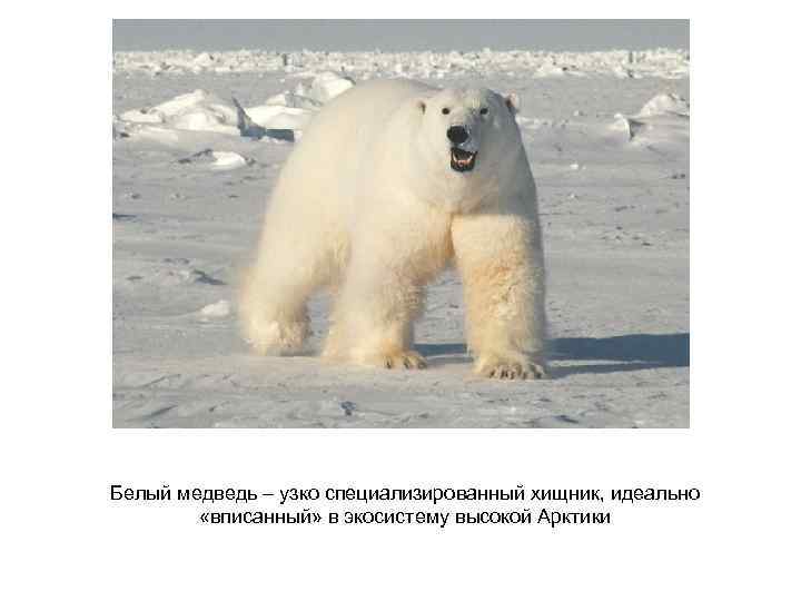 Белый медведь – узко специализированный хищник, идеально «вписанный» в экосистему высокой Арктики 