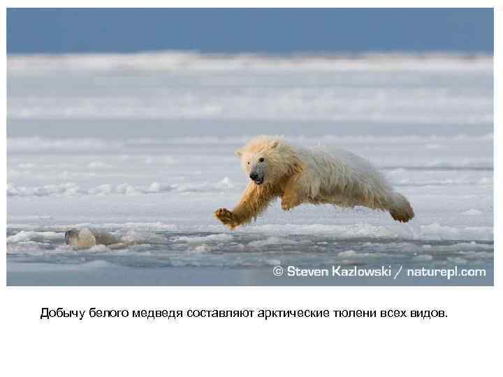 Добычу белого медведя составляют арктические тюлени всех видов. 