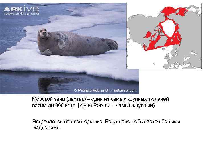  Морской заяц (лахтак) – один из самых крупных тюленей весом до 360 кг