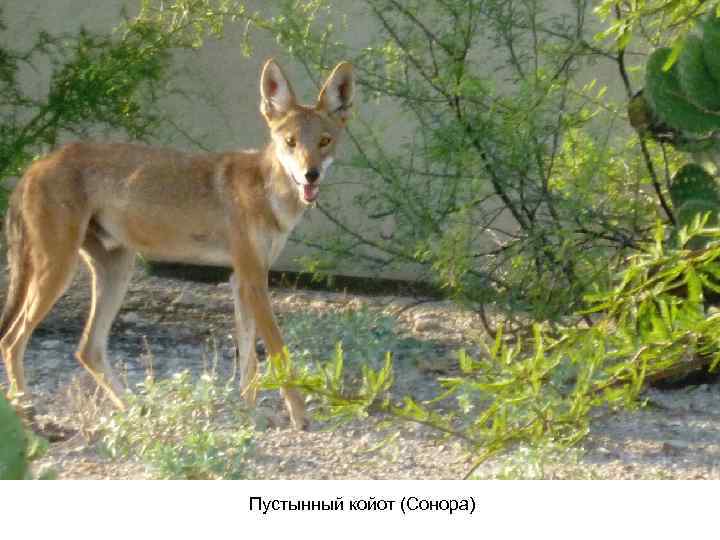 Пустынный койот (Сонора) 