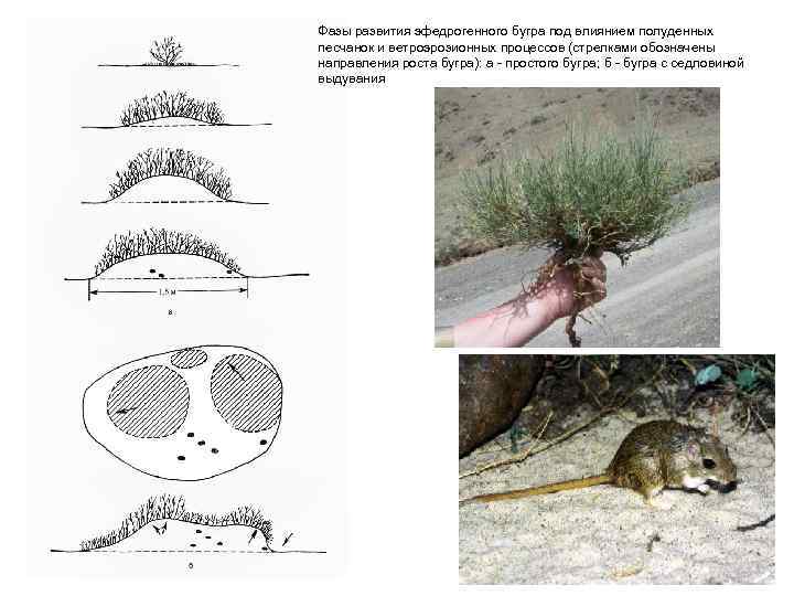 Фазы развития эфедрогенного бугра под влиянием полуденных песчанок и ветроэрозионных процессов (стрелками обозначены направления