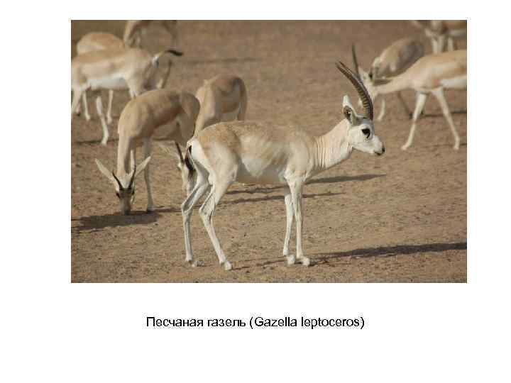 Песчаная газель (Gazella leptoceros) 