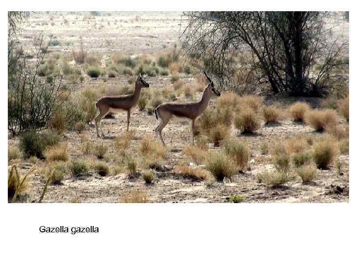 Gazella gazella 