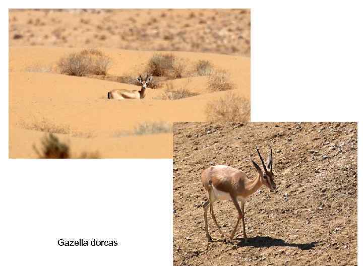 Gazella dorcas 