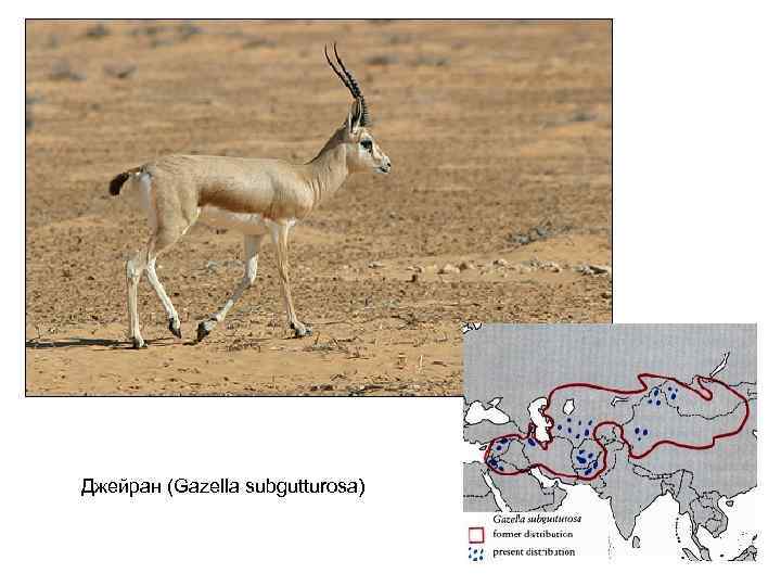 Джейран (Gazella subgutturosa) 