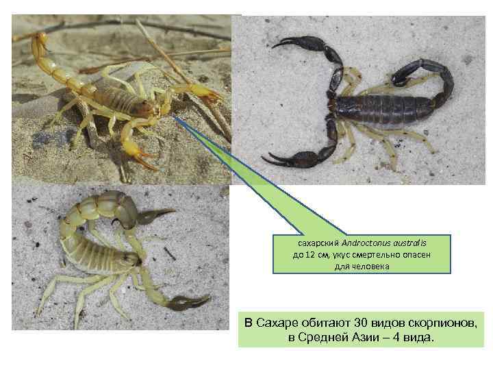 сахарский Androctonus australis до 12 см, укус смертельно опасен для человека В Сахаре обитают