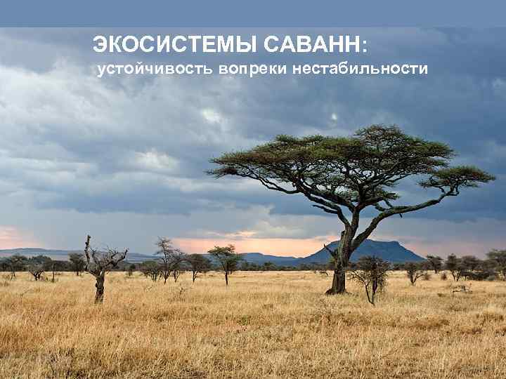 ЭКОСИСТЕМЫ САВАНН: устойчивость вопреки нестабильности 