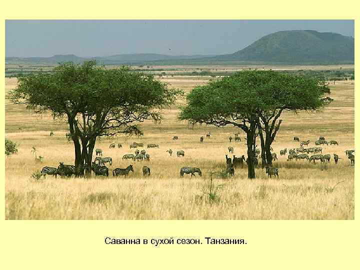 Саванна в сухой сезон. Танзания. 
