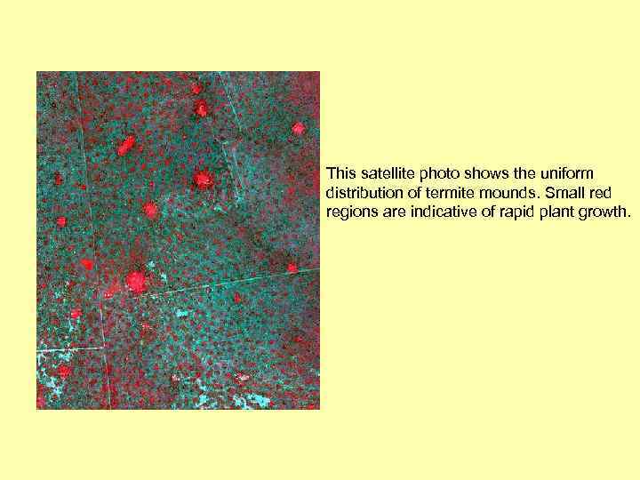 This satellite photo shows the uniform distribution of termite mounds. Small red regions are