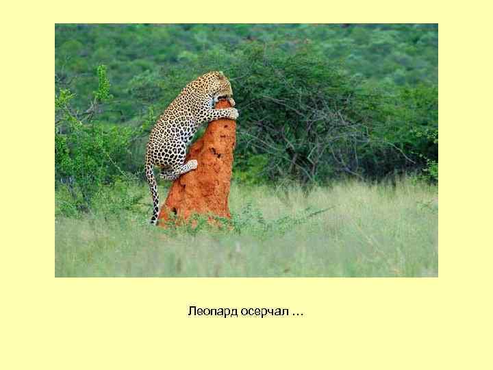 Леопард осерчал … 