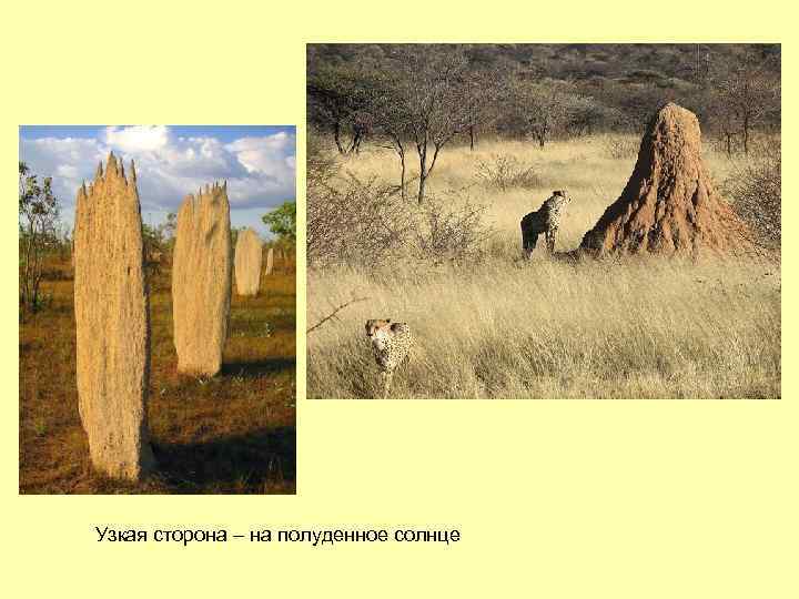 Узкая сторона – на полуденное солнце 