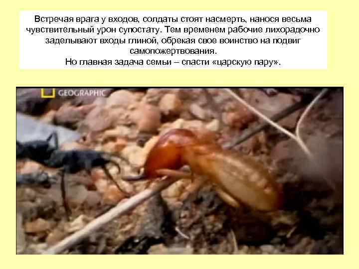 Встречая врага у входов, солдаты стоят насмерть, нанося весьма чувствительный урон супостату. Тем временем