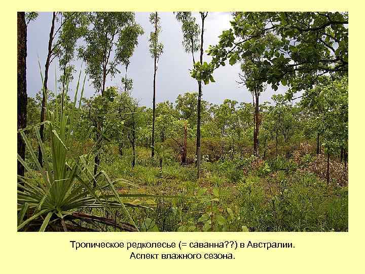 Тропическое редколесье (= саванна? ? ) в Австралии. Аспект влажного сезона. 