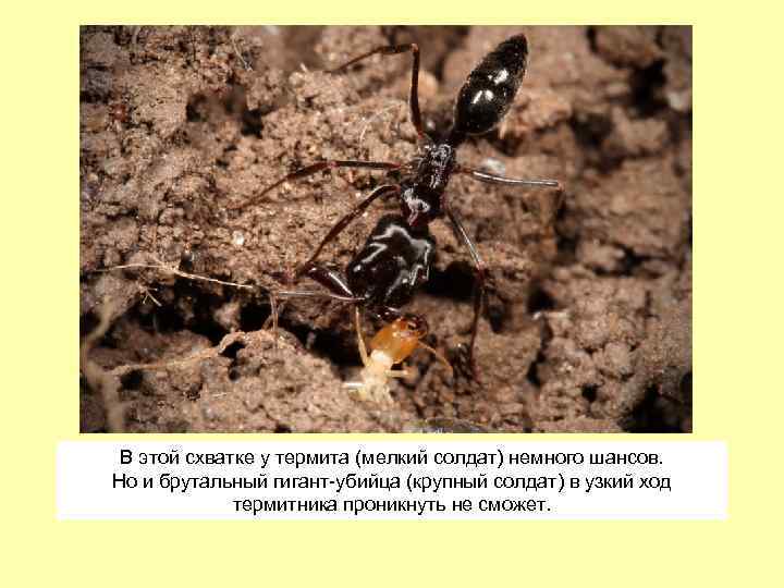 В этой схватке у термита (мелкий солдат) немного шансов. Но и брутальный гигант-убийца (крупный
