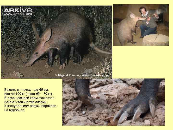 Высота в плечах – до 65 см, вес до 100 кг (чаще 65 –