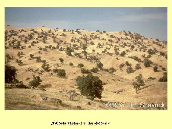 Дубовая саванна в Калифорнии 