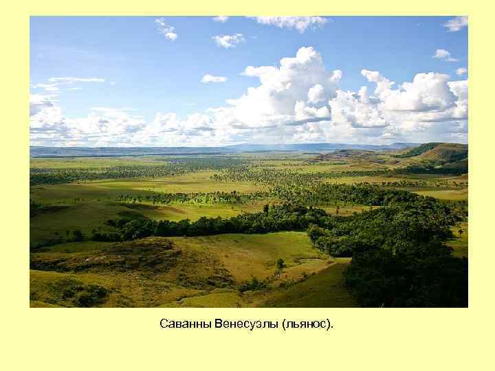 Саванны Венесуэлы (льянос). 