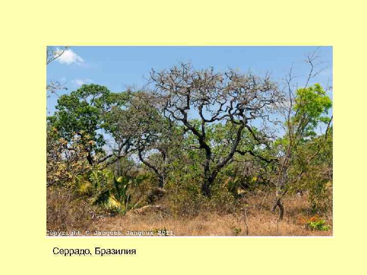 Серрадо, Бразилия 