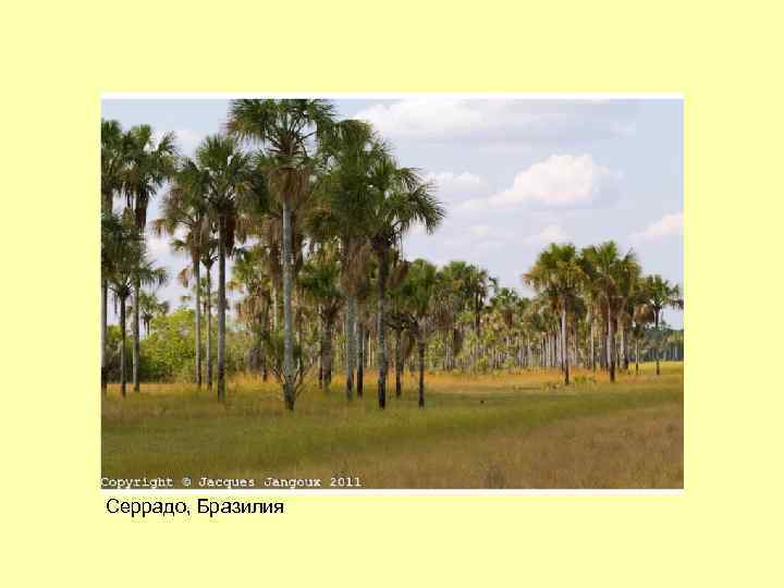 Серрадо, Бразилия 