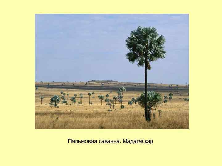 Пальмовая саванна. Мадагаскар 