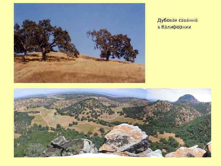 Дубовая саванна в Калифорнии 