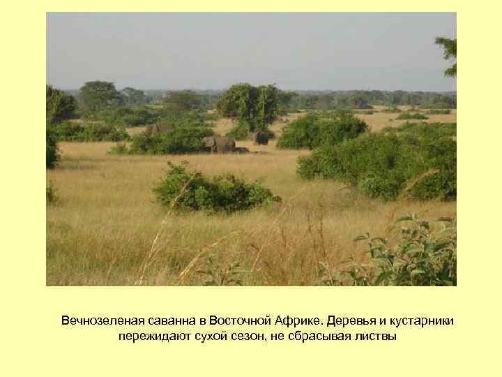 Вечнозеленая саванна в Восточной Африке. Деревья и кустарники пережидают сухой сезон, не сбрасывая листвы