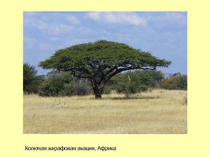 Колючая жирафовая акация, Африка 