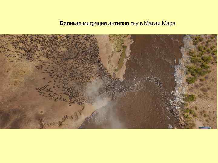 Великая миграция антилоп гну в Масаи Мара 