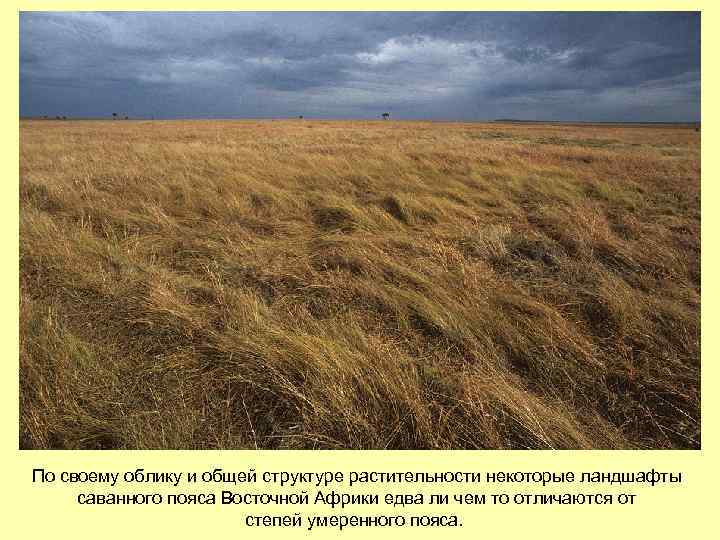 По своему облику и общей структуре растительности некоторые ландшафты саванного пояса Восточной Африки едва