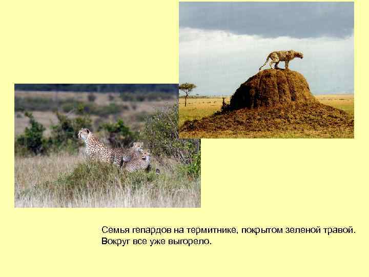 Семья гепардов на термитнике, покрытом зеленой травой. Вокруг все уже выгорело. 