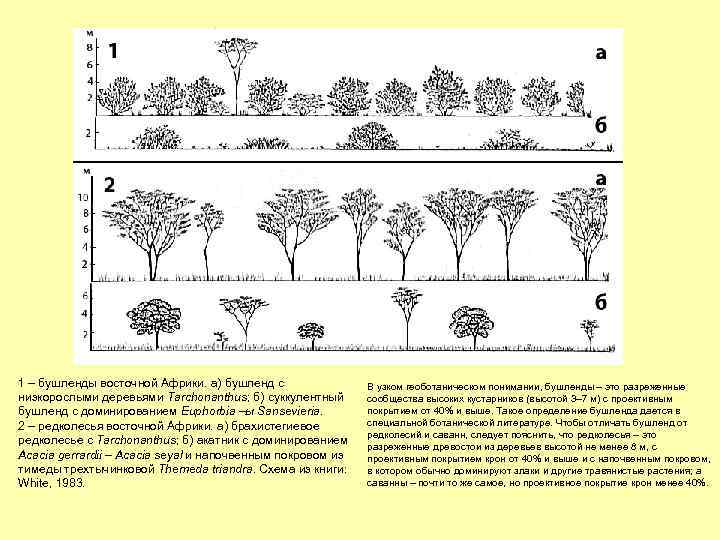 1 – бушленды восточной Африки. а) бушленд с низкорослыми деревьями Tarchonanthus; б) суккулентный бушленд
