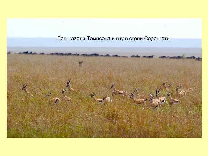 Лев, газели Томпсона и гну в степи Серенгети 
