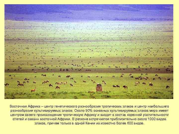 Восточная Африка – центр генетического разнообразия тропических злаков и центр наибольшего разнообразия культивируемых злаков.