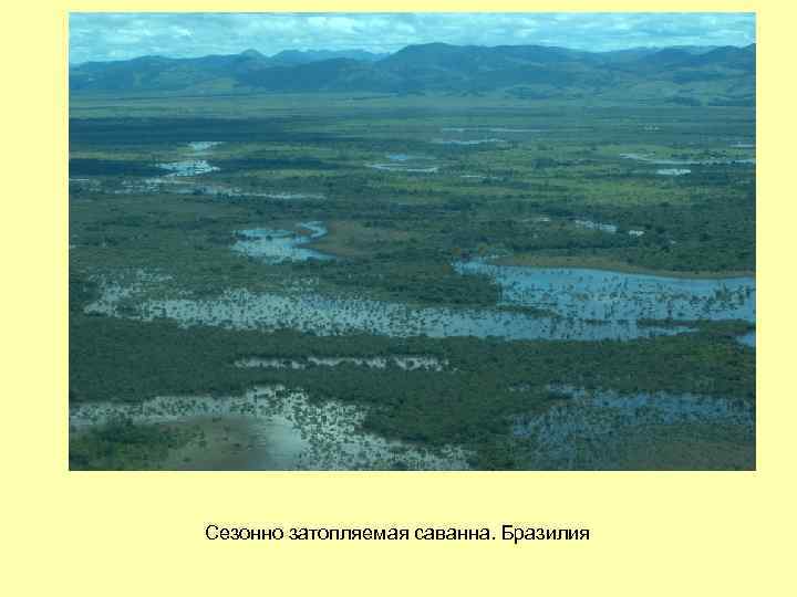Сезонно затопляемая саванна. Бразилия 