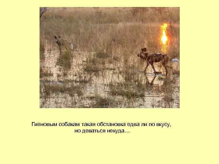 Гиеновым собакам такая обстановка едва ли по вкусу, но деваться некуда… 