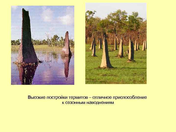 Высокие постройки термитов – отличное приспособление к сезонным наводнениям 