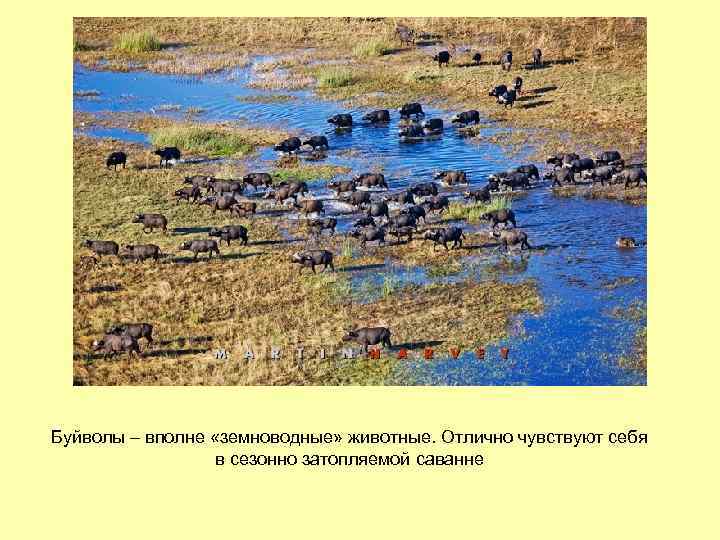 Буйволы – вполне «земноводные» животные. Отлично чувствуют себя в сезонно затопляемой саванне 
