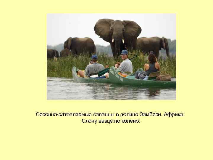 Сезонно-затопляемые саванны в долине Замбези. Африка. Слону везде по колено. 