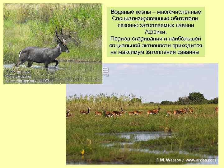 Водяные козлы – многочисленные Специализированные обитатели сезонно затопляемых саванн Африки. Период спаривания и наибольшей