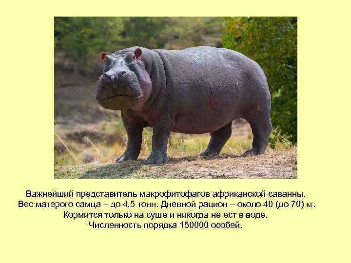 Важнейший представитель макрофитофагов африканской саванны. Вес матерого самца – до 4, 5 тонн. Дневной