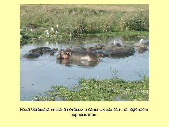 Кожа бегемота лишена потовых и сальных желез и не переносит пересыхания. 