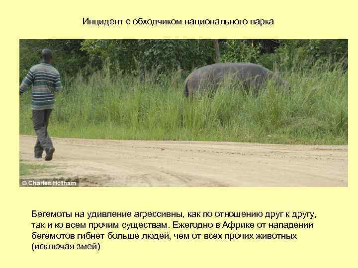 Инцидент с обходчиком национального парка Бегемоты на удивление агрессивны, как по отношению друг к