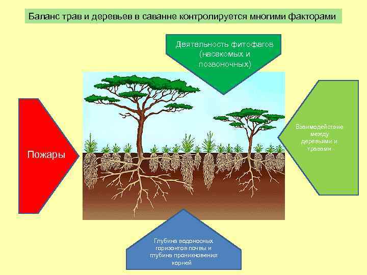 Баланс трав и деревьев в саванне контролируется многими факторами Деятельность фитофагов (насекомых и позвоночных)