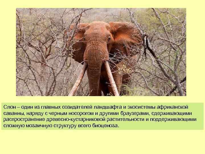 Слон – один из главных созидателей ландшафта и экосистемы африканской саванны, наряду с черным