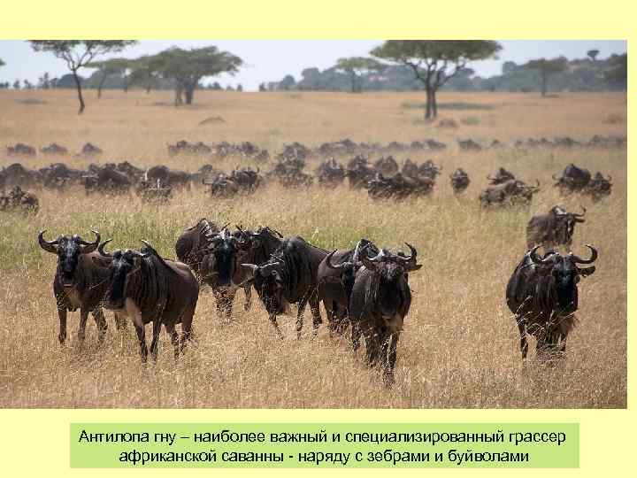 Антилопа гну – наиболее важный и специализированный грассер африканской саванны - наряду с зебрами