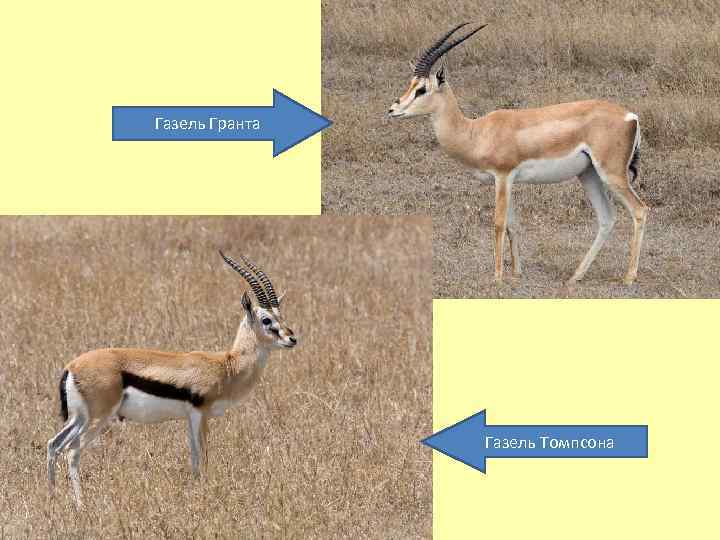 Газель Гранта Газель Томпсона 