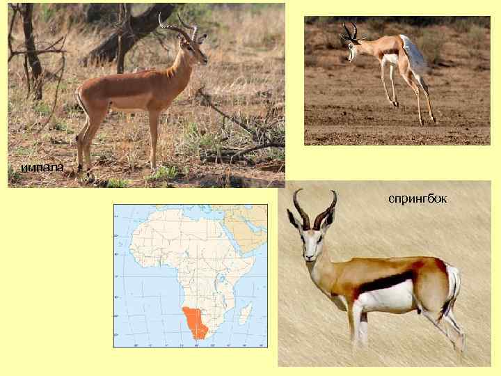 импала спрингбок 